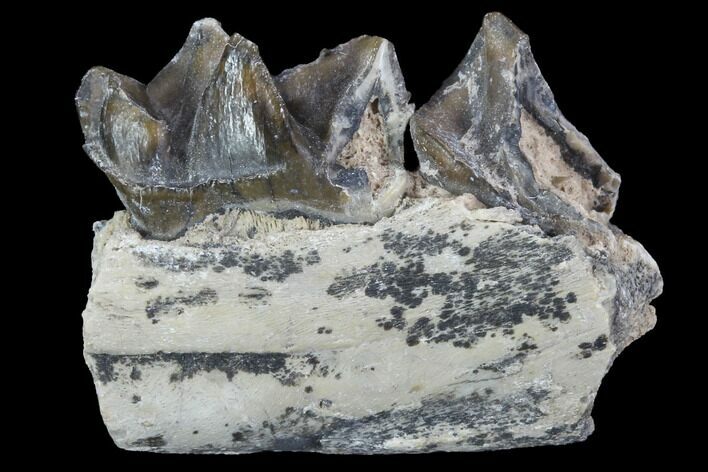 Hyracodon (Running Rhino) Jaw Section - South Dakota #90290